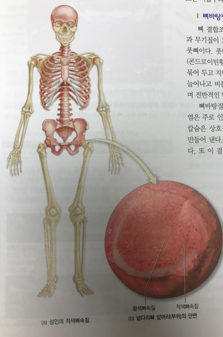 잘 모르고 지나친 뼈의기능
